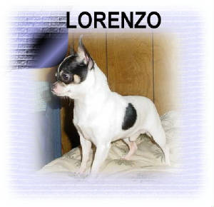 lorenzo.jpg